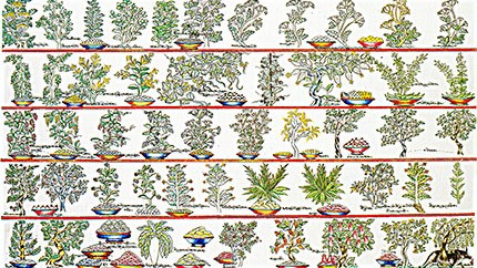 藏藥資源分布、發(fā)展史